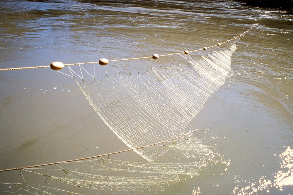 Un long filet à mailles s’étend du rivage jusque dans les eaux boueuses.