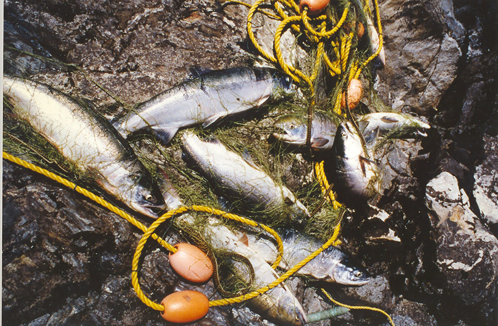A fresh haul of salmon sits on the rocky shore, with rope and fishing nets.