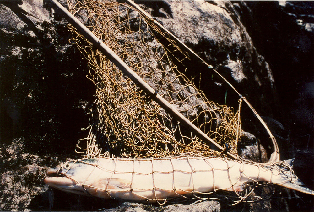 A fishing net sits on the rocky shore with a fresh salmon inside it.